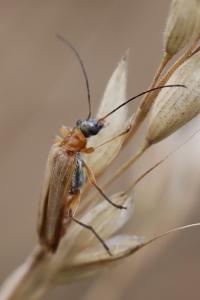 <i>Oedemera podagrariae</i>