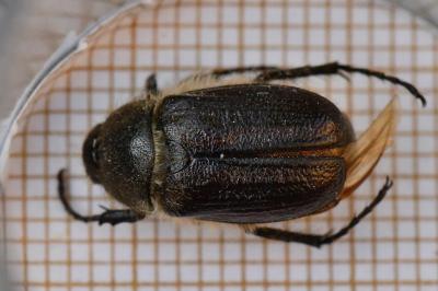 <i>Amphimallon atrum</i>