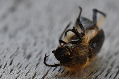 <i>Amphimallon atrum</i>