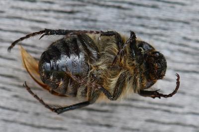 <i>Amphimallon atrum</i>