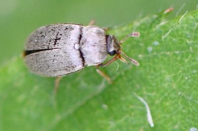 <i>Byturus tomentosus</i>