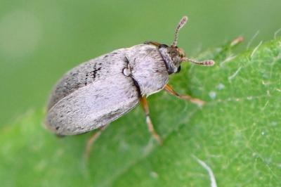 <i>Byturus tomentosus</i>