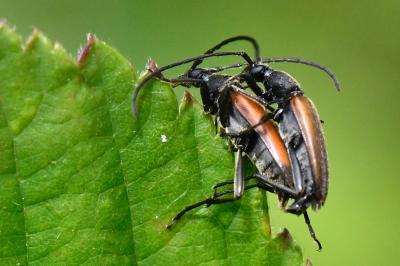 <i>Stenurella melanura</i>