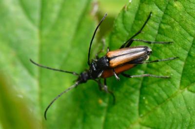 <i>Stenurella melanura</i>