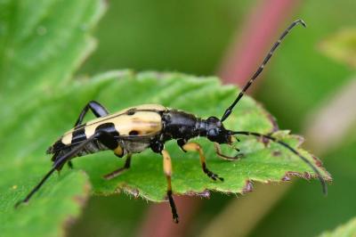 <i>Rutpela maculata</i>