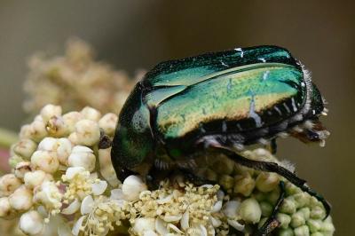 <i>Cetonia aurata</i>