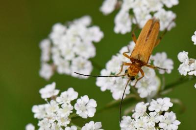 <i>Oedemera podagrariae</i>