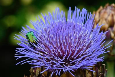<i>Cetonia aurata</i>