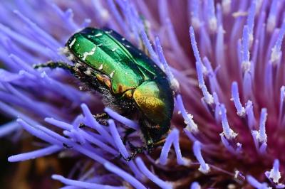 <i>Cetonia aurata</i>