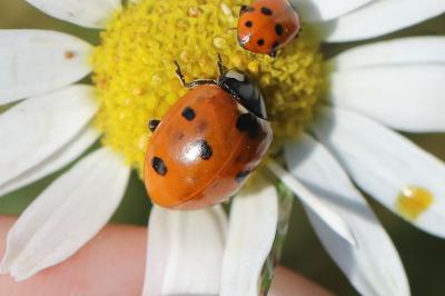 <i>Coccinella septempunctata</i>