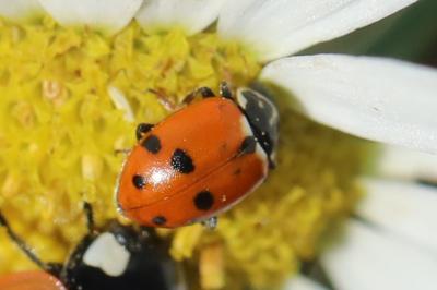 <i>Hippodamia variegata</i>