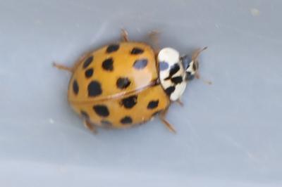 <i>Harmonia axyridis</i>