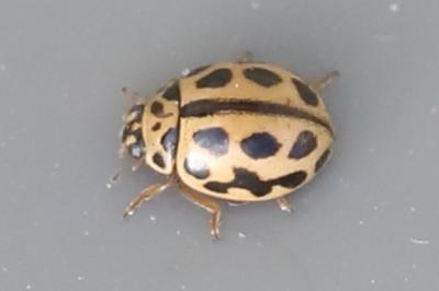 <i>Tytthaspis sedecimpunctata</i>