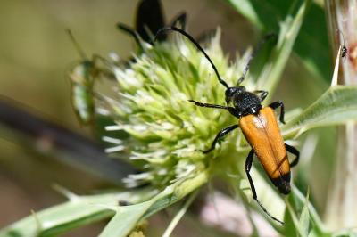 <i>Stictoleptura fulva</i>