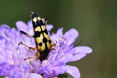 <i>Rutpela maculata</i>