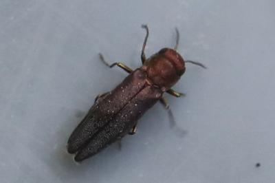 <i>Agrilus</i>