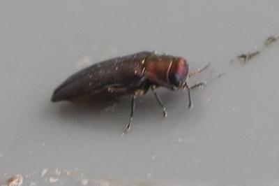 <i>Agrilus</i>
