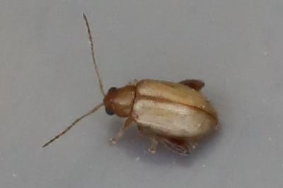 <i>Longitarsus</i>