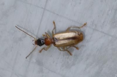 <i>Demetrias atricapillus</i>