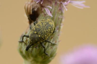 <i>Larinus turbinatus</i>