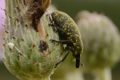 <i>Larinus turbinatus</i>