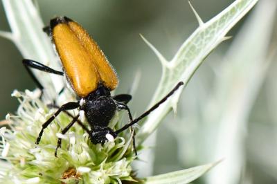 <i>Stictoleptura fulva</i>