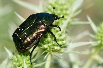 <i>Cetonia aurata</i>