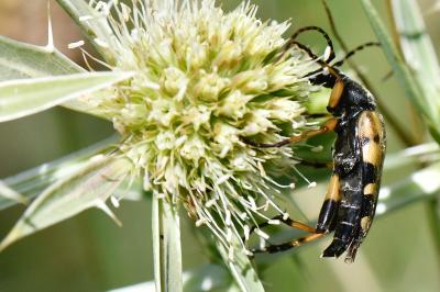 <i>Rutpela maculata</i>