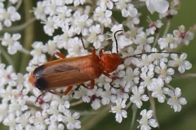 <i>Rhagonycha fulva</i>
