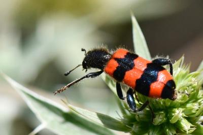<i>Trichodes apiarius</i>