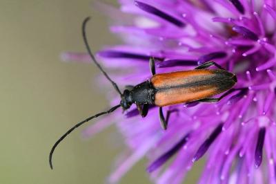 <i>Stenurella melanura</i>