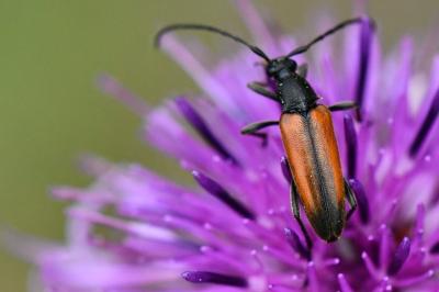<i>Stenurella melanura</i>
