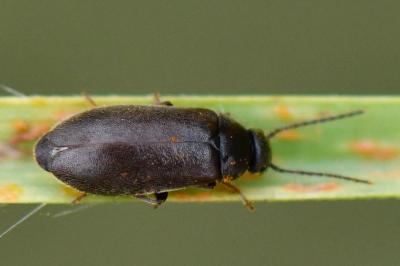 Scraptia dubia