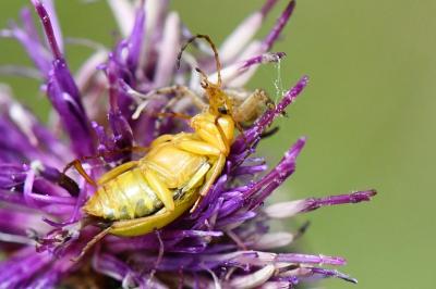 <i>Cteniopus sulphureus</i>
