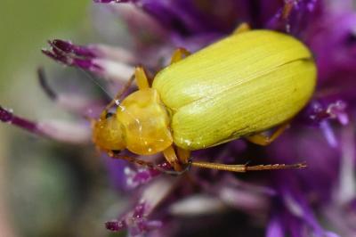<i>Cteniopus sulphureus</i>