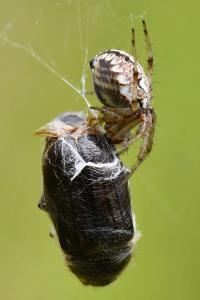 <i>Amphimallon atrum</i>