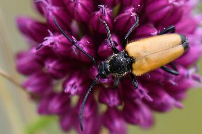 <i>Stictoleptura fulva</i>