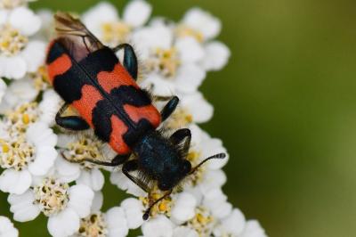 <i>Trichodes alvearius</i>