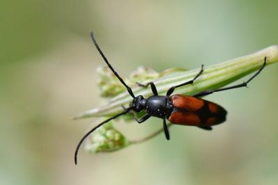 <i>Stenurella bifasciata</i>