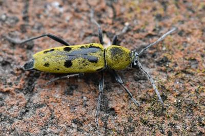 <i>Chlorophorus glabromaculatus</i>