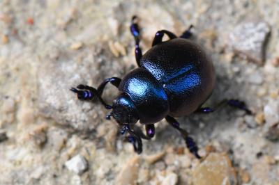 <i>Timarcha goettingensis</i>