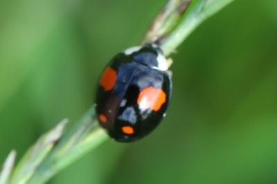 <i>Harmonia axyridis</i>