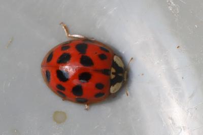 <i>Harmonia axyridis</i>