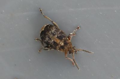 <i>Bruchus</i>