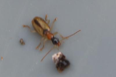 <i>Demetrias atricapillus</i>