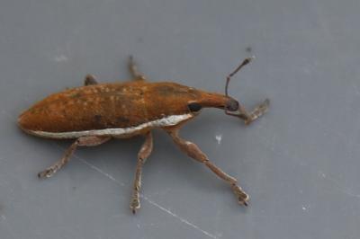 Lixus ochraceus