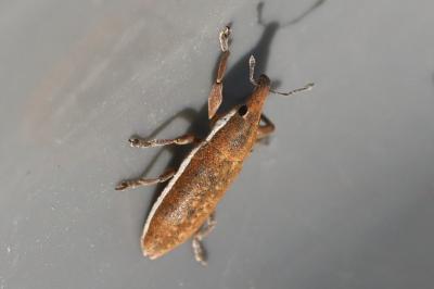 <i>Lixus ochraceus</i>