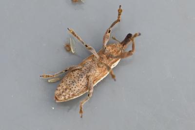 <i>Lixus ochraceus</i>