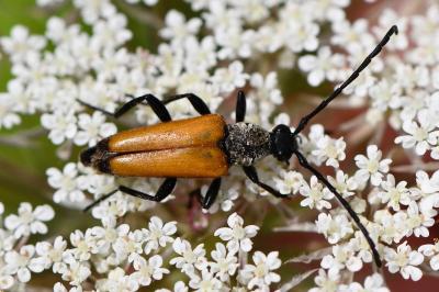 <i>Stictoleptura fulva</i>