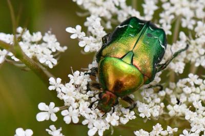 <i>Cetonia aurata</i>